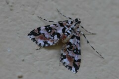 Conchylodes salamisalis