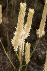 Ptilotus polystachyus