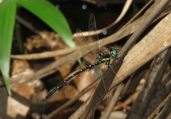 Eusynthemis nigra