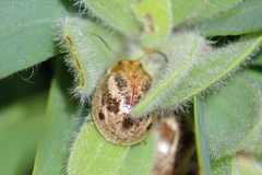 Paropsisterna semifumata