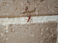 Coptocercus biguttatus