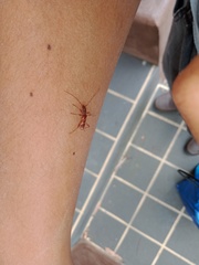 Coptocercus biguttatus