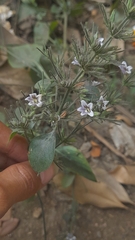 Haplanthodes tentaculatus