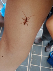 Coptocercus biguttatus