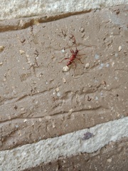 Coptocercus biguttatus