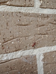 Coptocercus biguttatus