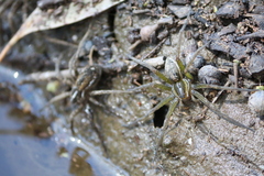Dolomedes facetus
