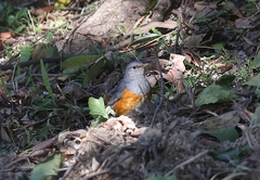 Turdus hortulorum