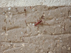 Coptocercus biguttatus