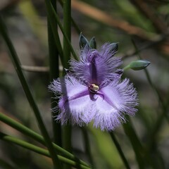Thysanotus