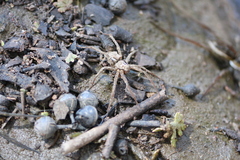 Dolomedes facetus