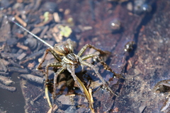 Dolomedes facetus