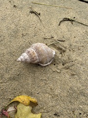 Struthiolaria papulosa