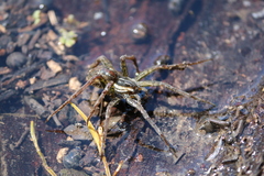 Dolomedes facetus