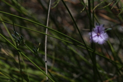 Thysanotus