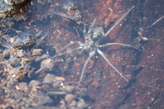 Dolomedes facetus
