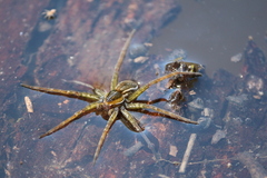 Dolomedes facetus