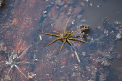 Dolomedes facetus