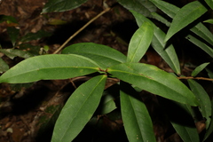 Myrsine subsessilis