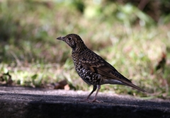 Zoothera aurea