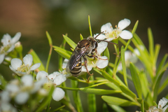 Lipotriches flavoviridis