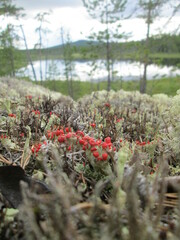 Cladonia pleurota