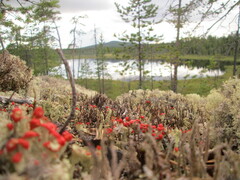 Cladonia pleurota