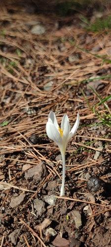 Crocus lycius