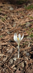 Crocus lycius
