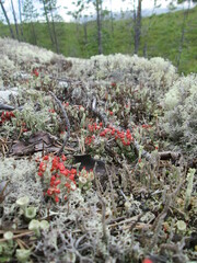 Cladonia pleurota