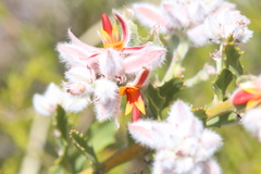 Jacksonia floribunda