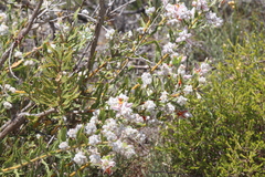 Jacksonia floribunda