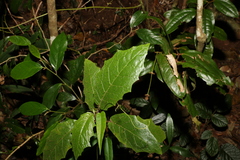 Solanum inaequilaterum