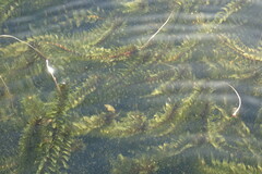 Elodea canadensis