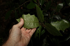 Solanum inaequilaterum