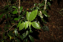 Solanum inaequilaterum
