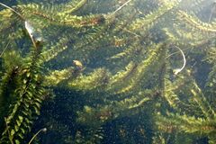 Elodea canadensis