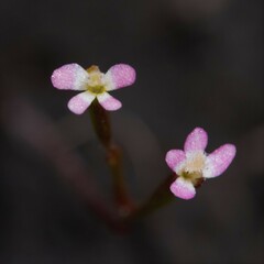 Stylidium despectum