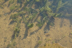 Elodea canadensis