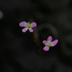 Stylidium despectum