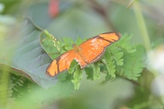 Dryas iulia moderata