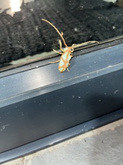 Prosopocera lactator