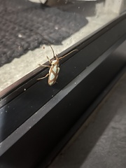 Prosopocera lactator