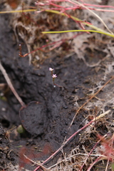 Stylidium despectum
