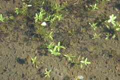 Callitriche palustris