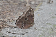 Morpho helenor montezuma