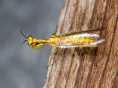 Mantispa aphavexelte