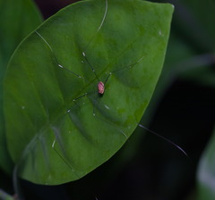 Pseudogagrella splendens