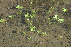 Callitriche palustris