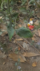 Haplanthodes tentaculatus